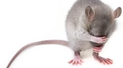 Paraziták ratban: hogyan lehet megszabadulni a kullancsoktól, a tetvekhez, a bolháktól, a férgektől és a nedvességtől